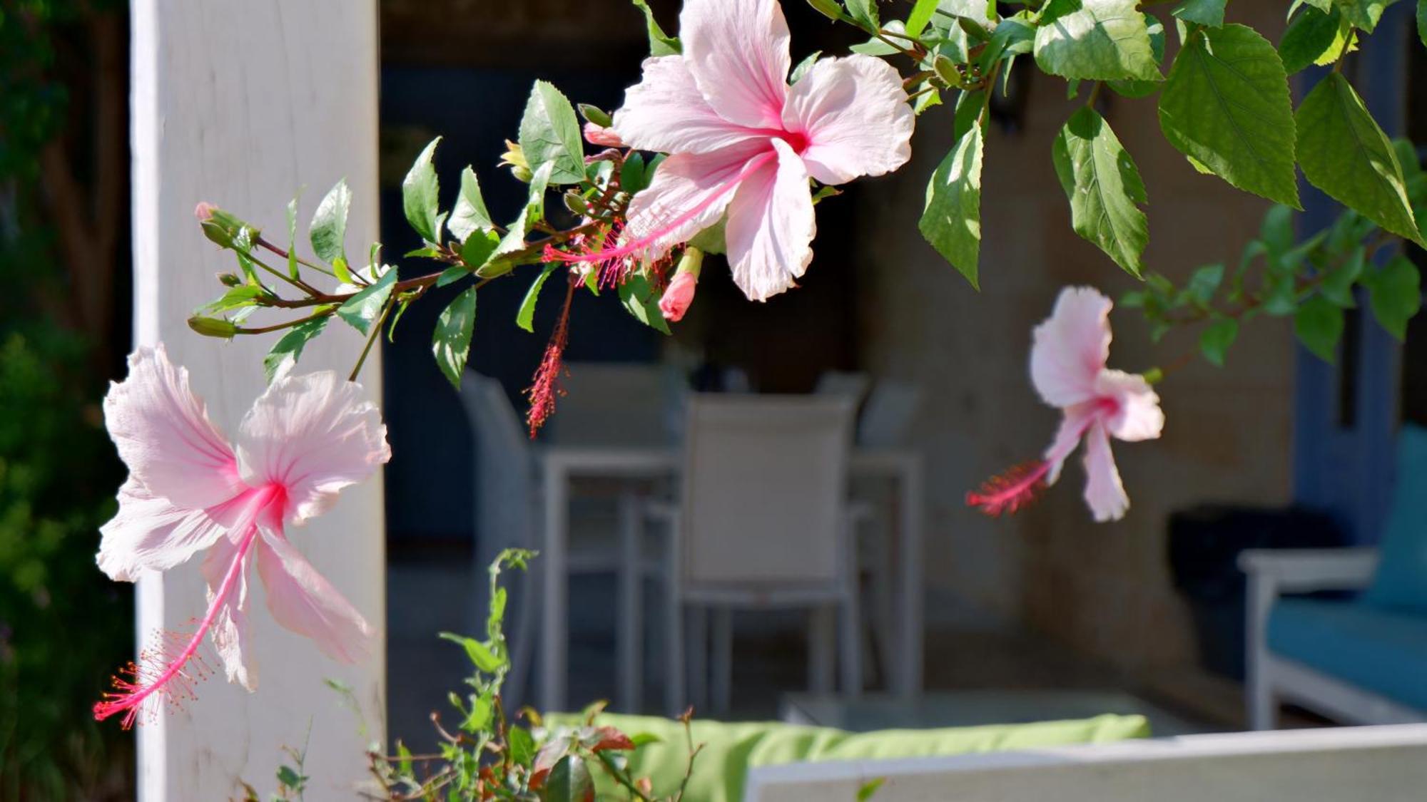 Village Knights Accommodation Żebbuġ Exterior foto